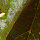 [c]